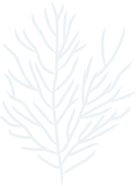 tree 1 1